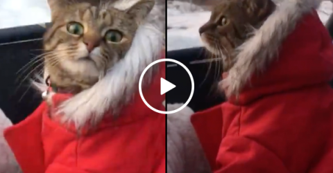 A cat in a coat on an ATV in the winter (Video)