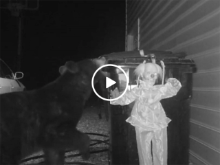 Man installs clown to scare away bear from trash (Video)