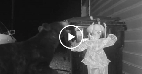 Man installs clown to scare away bear from trash (Video)