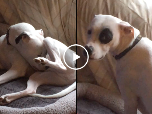 Owner catches dog licking private parts (Video)