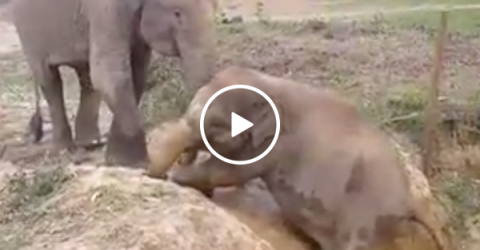 Elephant helps smaller friend out of ditch (Video)