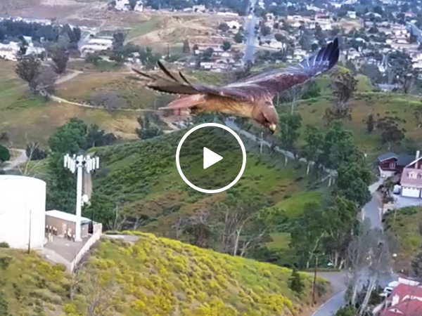 Drone captures hawk in flight (Video)