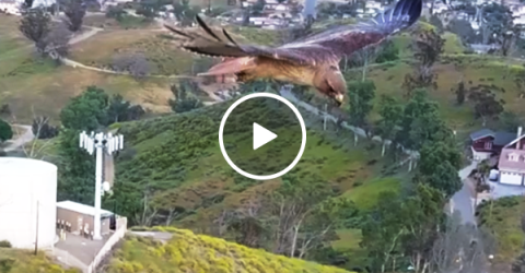 Drone captures hawk in flight (Video)