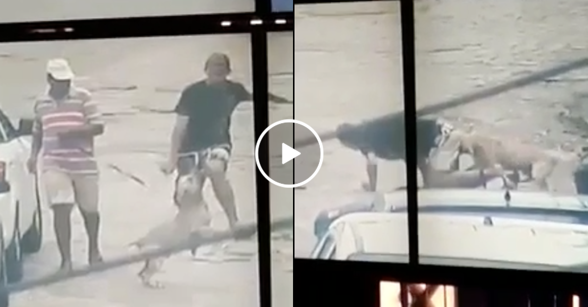 Criminal receives Jaws of Justice right in the dick (Video)