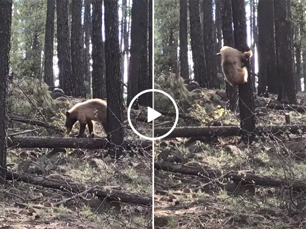 Mom elk saves her baby from bear