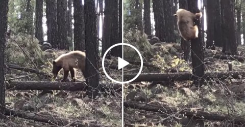 Mom elk saves her baby from bear