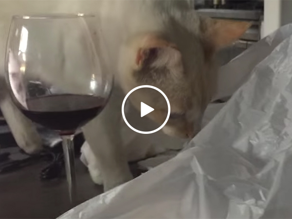 Cat gets in a bag and freaks out