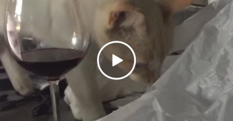 Cat gets in a bag and freaks out