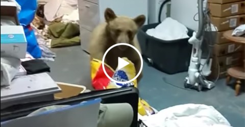 Family catches bear stealing their dog food