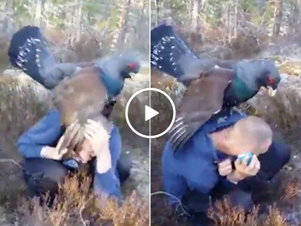 Large bird attacks hiker