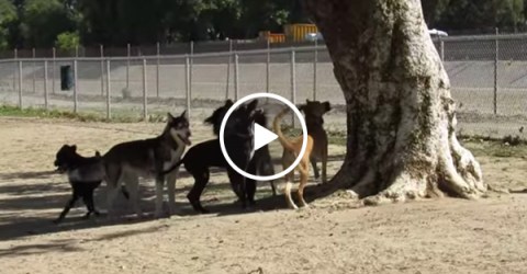 Squirrel gets away from a pack of dogs