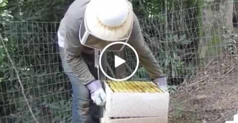 Beekeeper drops the hive and gets stung