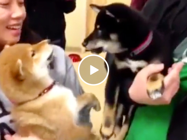 Shiba Inu's engage in a rap battle for the ages (Video)