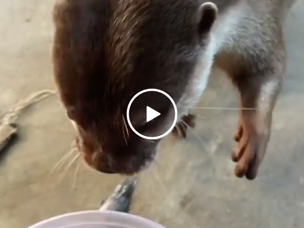 The cutest little carnivore you'll see today (Video)