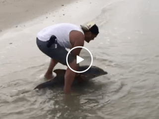 Guy comes to the rescue of a beached baby dolphin (Video)