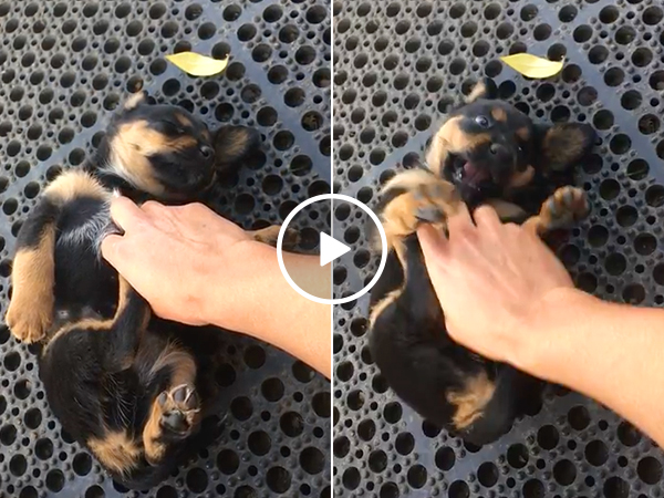 Puppy getting tickled to sleep will shred your man card (Video)
