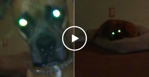 You don't walk demon dog, demon dog walks you (Video)