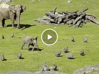Adorable baby elephant chases birds (Video)