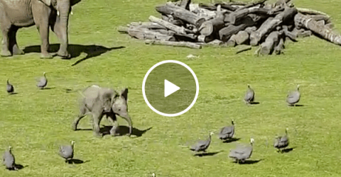 Adorable baby elephant chases birds (Video)
