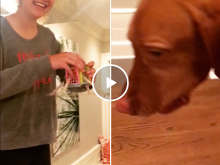 Egg drop experiment turns into a dog's snack (Video)