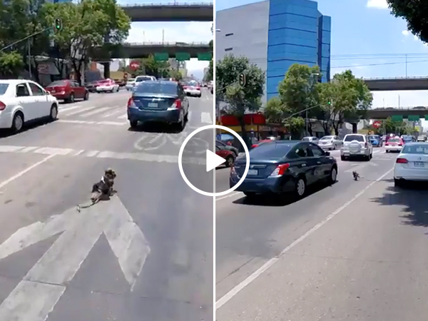 Dog defies death multiple times running into oncoming traffic (Video)