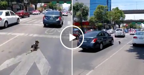 Dog defies death multiple times running into oncoming traffic (Video)