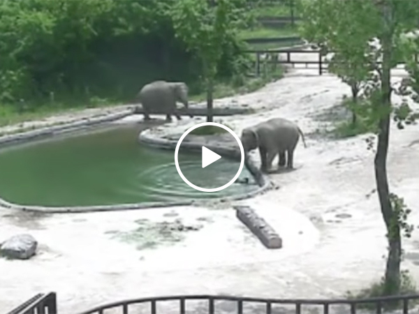 Mother elephant saves baby elephant