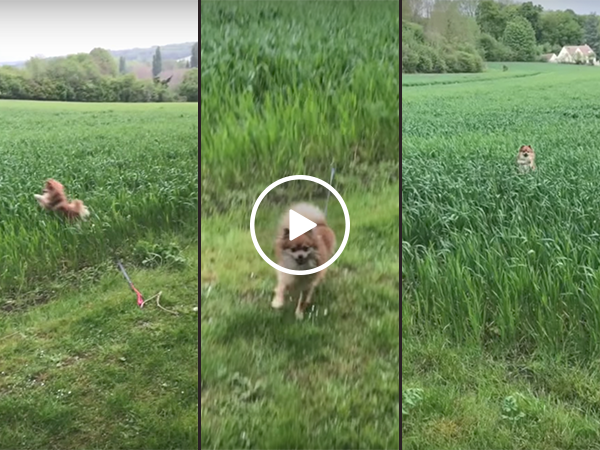 Pomeranian jumps around tall grassed field (Video)