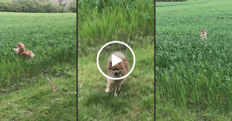 Pomeranian jumps around tall grassed field (Video)