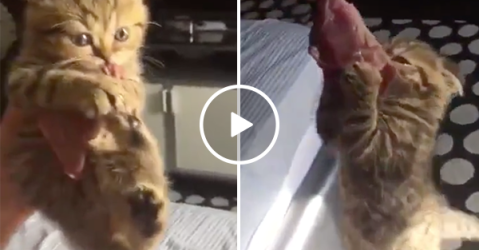 Adorable kitten refuses to give up beef steak (Video)