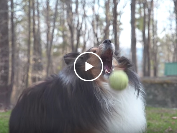 Montage of dog failing to catch a ball