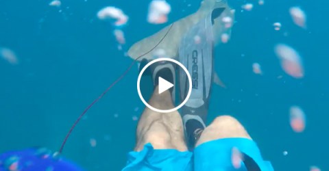 [NSFW] Shark attacks a spearfisher (Video)
