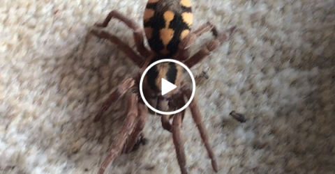Man lays next to huge spiders (Video)
