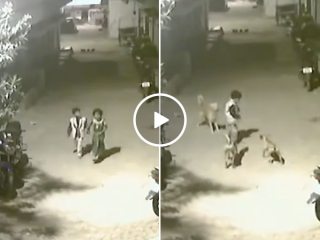 Brave boy fights off pack of wild dogs saving little girl in process