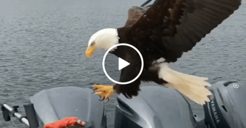 Slow motion camera catches bald eagle stealing a fish