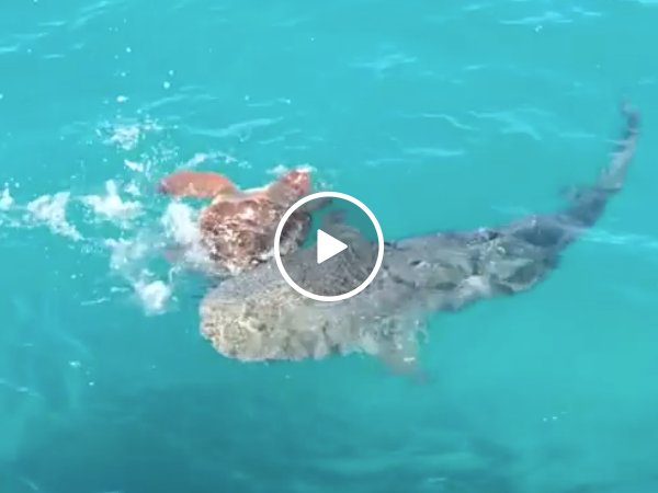 Sea turtle has the perfect strategy for dealing with hungry sharks