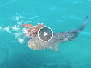 Sea turtle has the perfect strategy for dealing with hungry sharks