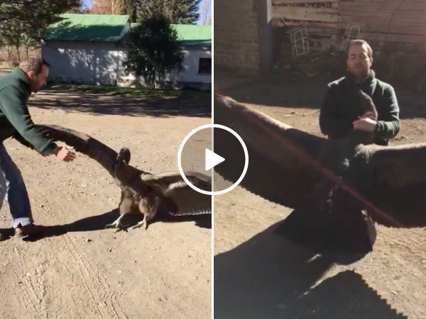 Massive condor returns to visit man that rescued him