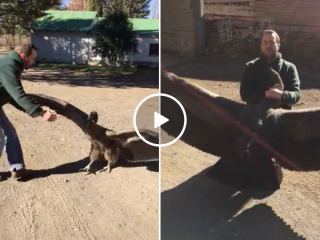 Massive condor returns to visit man that rescued him