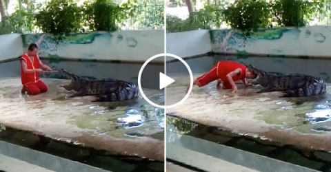 Head in crocodiles mouth trick goes wrong (Video)
