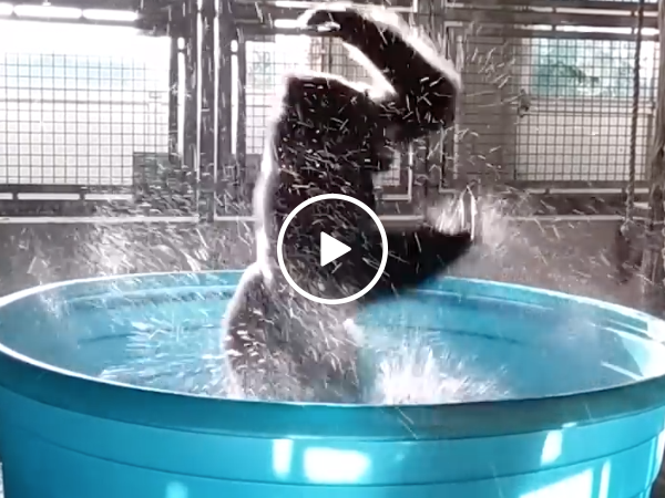 Gorilla dancing to Maniac in pool
