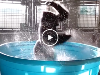 Gorilla dancing to Maniac in pool