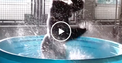 Gorilla dancing to Maniac in pool