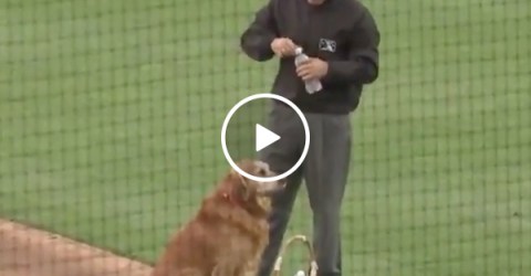 Dog is waterboy at baseball game