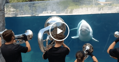 This cute Beluga whale definitely appreciates a good tune (Video)