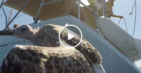 Heroic guys save injured seagull from the sea (Video)