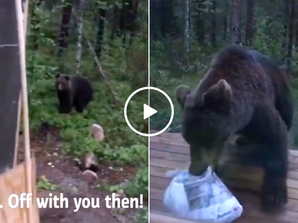 Finnish man scolds brown bear, gives zero f#*!s (Video)