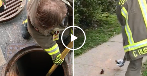 Toronto firefighters save an adorable family of ducklings (Video)