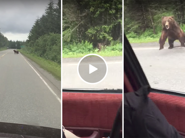 Bear charges car on highway (Video)