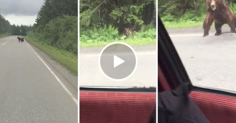 Bear charges car on highway (Video)